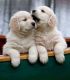 Golden Retriever Puppies for sale in Richmond, VA, USA. price: $400