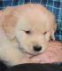Golden Retriever Puppies for sale in TX-249, Houston, TX, USA. price: NA