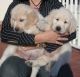 Golden Retriever Puppies for sale in Portland, OR, USA. price: $400
