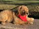Golden Retriever Puppies for sale in Lakeland, FL, USA. price: NA