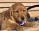 Golden Retriever Puppies for sale in Lakeland, FL, USA. price: NA
