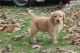 Golden Retriever Puppies for sale in Cheyenne, WY, USA. price: $500
