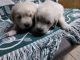 Golden Retriever Puppies for sale in Winchester, OH 45697, USA. price: NA