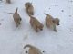 Golden Retriever Puppies for sale in Avon, OH 44011, USA. price: NA