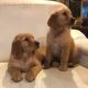 Golden Retriever Puppies for sale in Murfreesboro, TN 37127, USA. price: NA