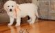 Golden Retriever Puppies for sale in Richmond, VA, USA. price: $400