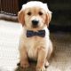 Golden Retriever Puppies for sale in Steamboat Springs, CO 80477, USA. price: NA