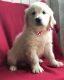 Golden Retriever Puppies for sale in Bozeman, MT, USA. price: $450