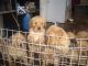 Golden Retriever Puppies for sale in Ohio Dr SW, Washington, DC, USA. price: NA