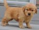 Golden Retriever Puppies for sale in Cheyenne, WY, USA. price: $400