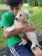 Golden Retriever Puppies for sale in Portland, OR 97207, USA. price: $500
