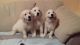 Golden Retriever Puppies for sale in Los Angeles, CA 90014, USA. price: NA