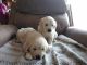 Golden Retriever Puppies for sale in Winchester, OH 45697, USA. price: NA