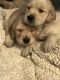 Golden Retriever Puppies for sale in Nashville, TN, USA. price: $800
