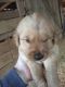 Golden Retriever Puppies for sale in Jamestown, KY, USA. price: NA