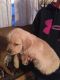 Golden Retriever Puppies for sale in Oberlin, OH 44074, USA. price: NA