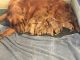 Golden Retriever Puppies for sale in Salado, TX 76571, USA. price: NA