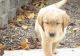 Golden Retriever Puppies for sale in Nashua, NH 03062, USA. price: NA