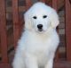 Golden Retriever Puppies for sale in Sugar City, ID, USA. price: NA
