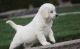 Golden Retriever Puppies for sale in Farmingdale, ME 04344, USA. price: NA