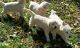 Golden Retriever Puppies for sale in Ehrhardt, SC 29081, USA. price: $500