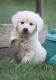 Golden Retriever Puppies for sale in Elliottville, KY 40317, USA. price: $500