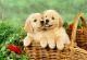 Golden Retriever Puppies for sale in N Hill Pl, Los Angeles, CA 90012, USA. price: NA
