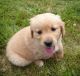 Golden Retriever Puppies for sale in Grand Forks, ND, USA. price: $300