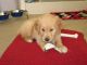 Golden Retriever Puppies for sale in Kaw City, OK 74641, USA. price: NA
