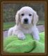 Golden Retriever Puppies for sale in New York, NY 10012, USA. price: NA