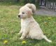 Golden Retriever Puppies for sale in Black River Falls, WI 54615, USA. price: $450