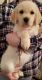 Golden Retriever Puppies for sale in Bakersfield, CA, USA. price: NA
