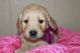 Golden Retriever Puppies for sale in Spokane, WA, USA. price: $900