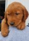 Golden Retriever Puppies for sale in Waynesfield, OH 45896, USA. price: NA