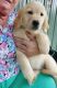 Golden Retriever Puppies for sale in Dakota City, NE 68731, USA. price: NA