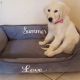Golden Retriever Puppies for sale in Louisville, KY 40201, USA. price: NA