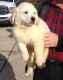 Golden Retriever Puppies for sale in Kensington, MD 20895, USA. price: NA