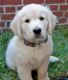 Golden Retriever Puppies for sale in Fort Worth, TX 76101, USA. price: NA