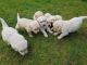 Golden Retriever Puppies for sale in San Diego, CA 92027, USA. price: NA