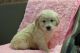 Golden Retriever Puppies for sale in California St, San Francisco, CA, USA. price: NA