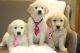Golden Retriever Puppies for sale in San Jose, CA, USA. price: NA