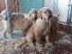 Golden Retriever Puppies for sale in Danvers, MA 01923, USA. price: $900