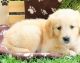 Golden Retriever Puppies for sale in Aliso Viejo, CA 92656, USA. price: NA