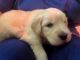Golden Retriever Puppies for sale in Castle Rock, CO, USA. price: $1,000