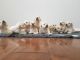 Golden Retriever Puppies for sale in Union City, NJ 07087, USA. price: $600