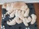 Golden Retriever Puppies for sale in Union City, NJ 07087, USA. price: $600