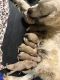Golden Retriever Puppies for sale in Byhalia, MS 38611, USA. price: NA