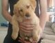 Golden Retriever Puppies for sale in Portland, OR, USA. price: NA
