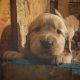 Golden Retriever Puppies for sale in Richmond, VA, USA. price: $850