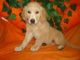 Golden Retriever Puppies for sale in 60102 Church St, Grand Junction, MI 49056, USA. price: NA